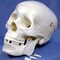 Supertek Plastic Human Skull Model B12406-S3 - alternate 3